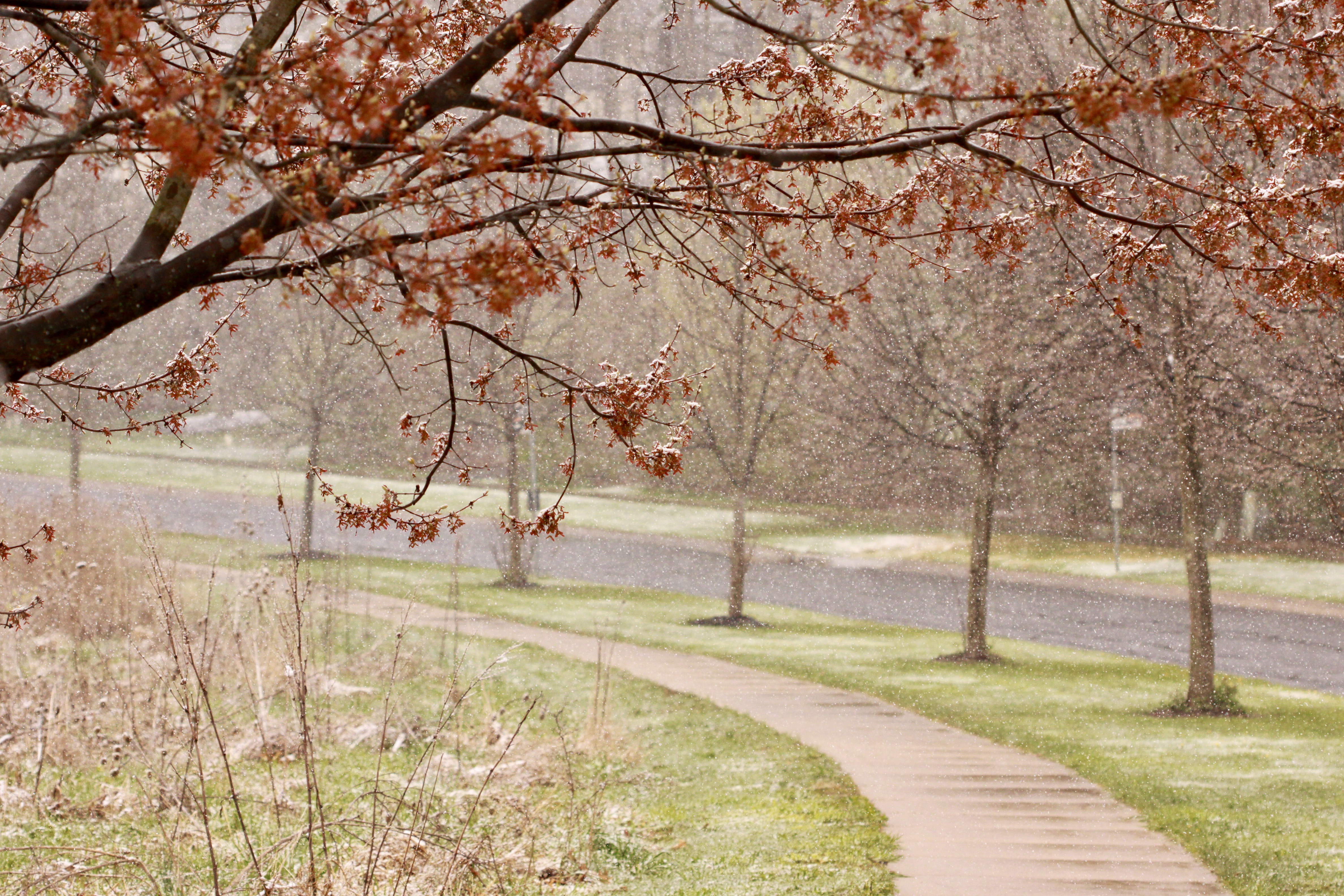 A wet sidewalk with snow falling on trees