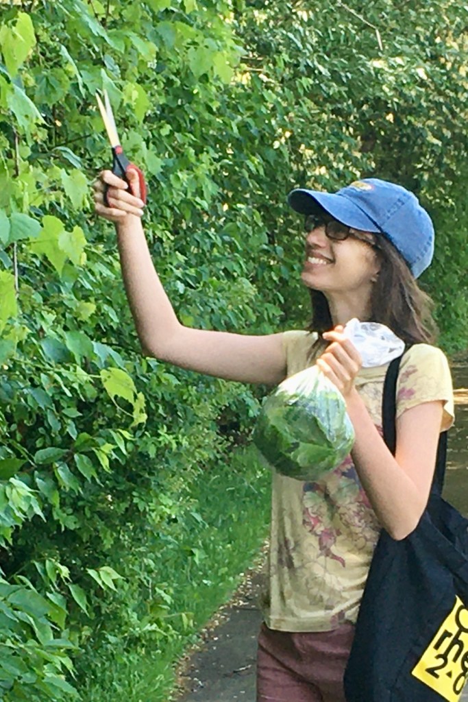 Layli harvests leaves
