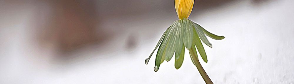 A small flower rises above a blanket of snow.