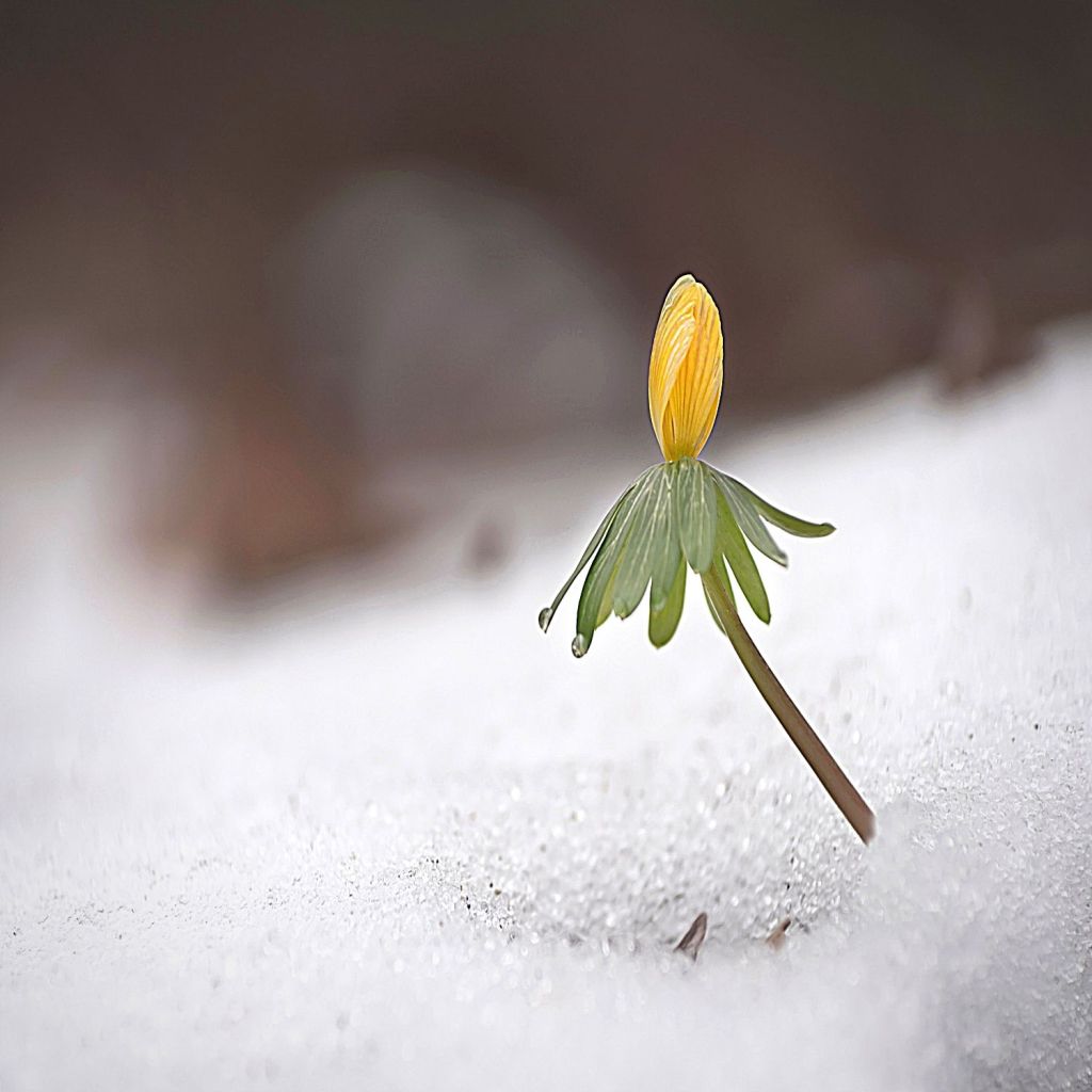 A small flower rises above a blanket of snow.