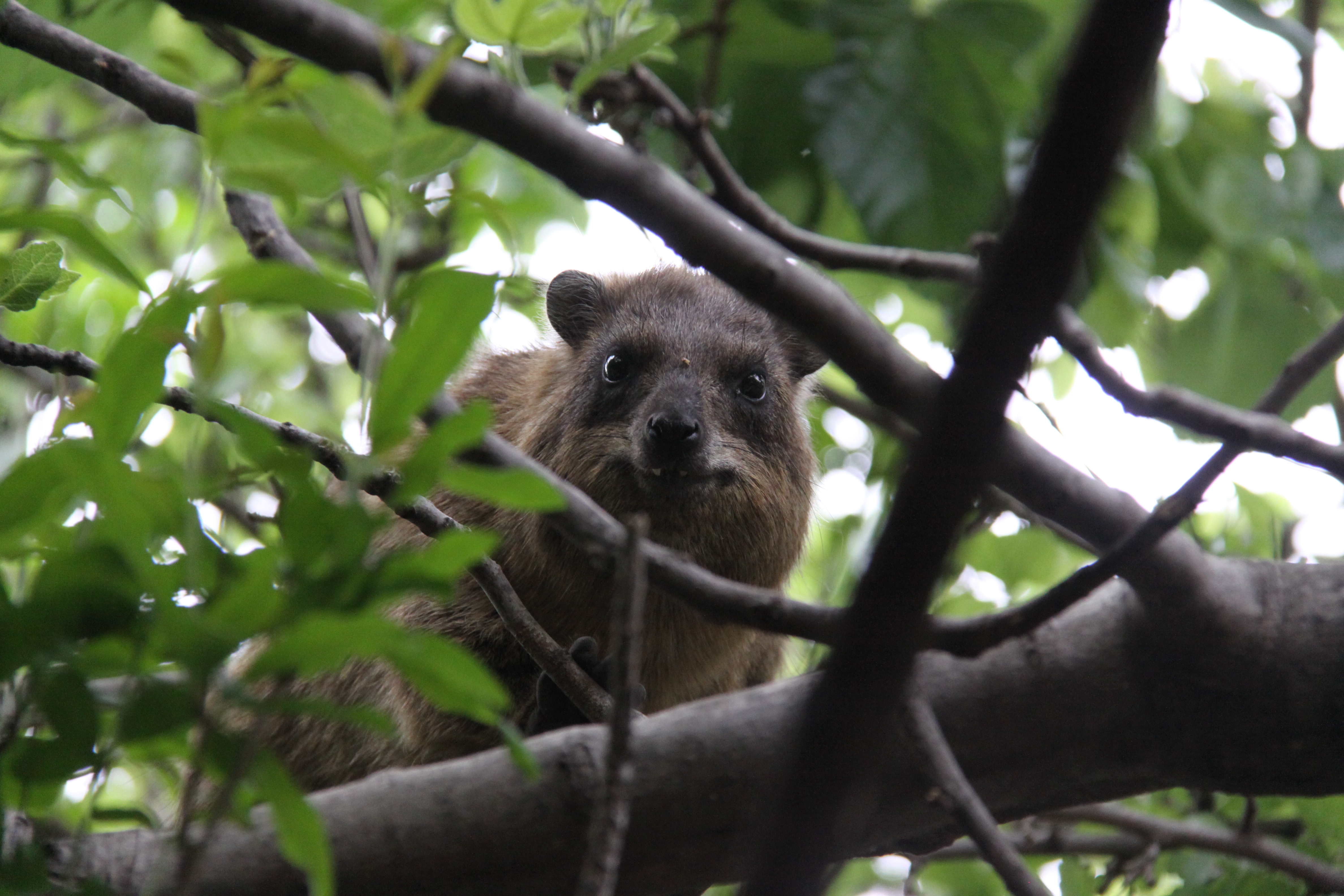 This one is showing off his tusks in what appears to be the biggest smile a hyrax can give.