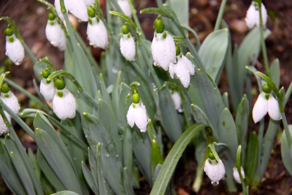 Snowdrops and raindrops in Edirne.