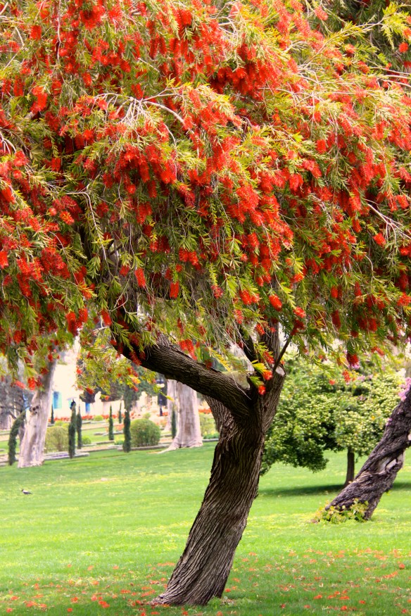 Tree in bloom at Bahjí