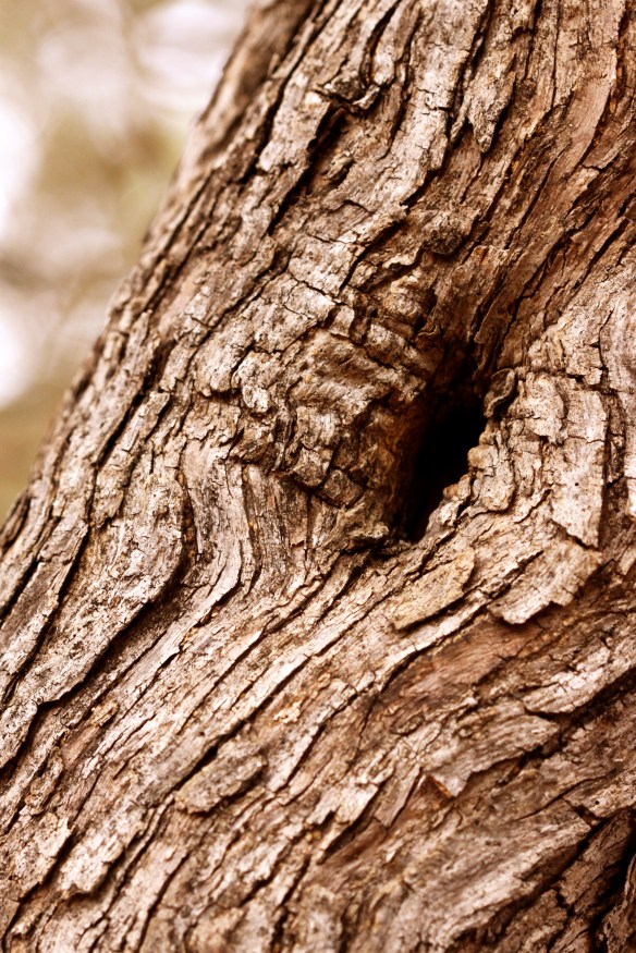 Navel-gazing, but arboreally. 