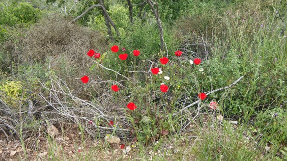 Vibrant wild poppies in Carmel Forest
