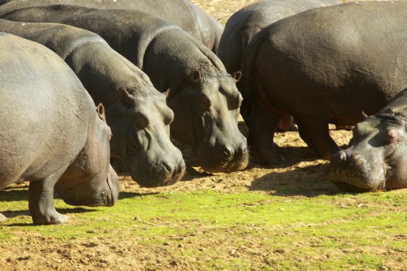 Sleeping in, hippo style