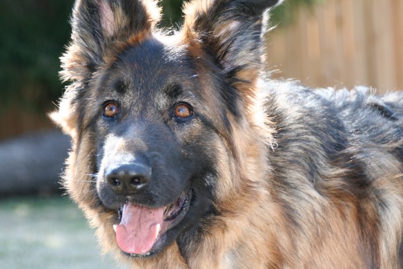 Shadow Amerson, 2004-2014