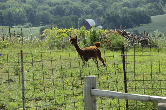 Alpaca eagerly sprinting toward his beloved Sergey