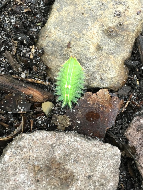 One of our discoveries on Mount Nittany: a slug moth larva, resplendently leaf-like. Someday it will metamorphose into a rather boring moth. Photo credit: Jasmine