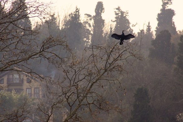 Sunbathing cormorant