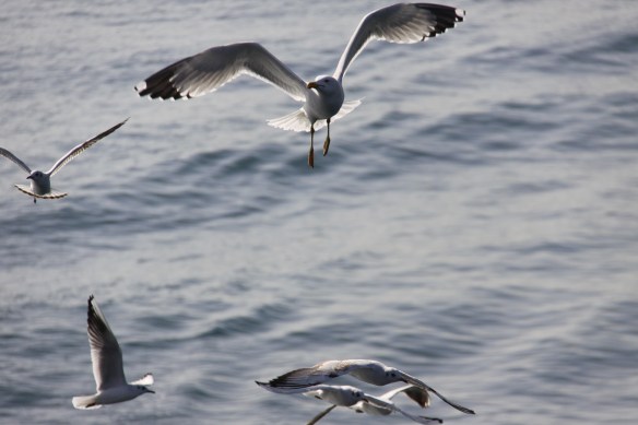 I have way too many photos of seagulls!