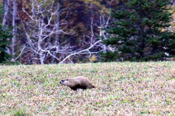 And he lollops off toward cover.