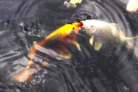 Fish love: 