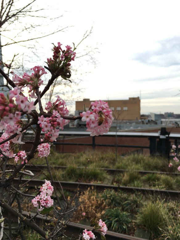Blossoms and a bee on Christmas Eve.