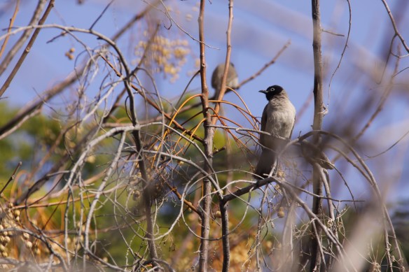 Bulbul