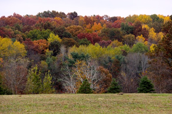 Ah, beautiful autumn palette!