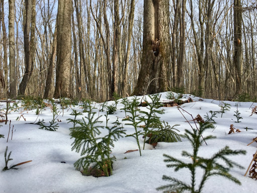 Clubmoss rises from the snowy ground. Above are bare trees.