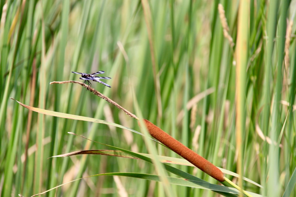 A dragonfly with striped wings sits on the end of a cattail. In the background are many cattail leaves.