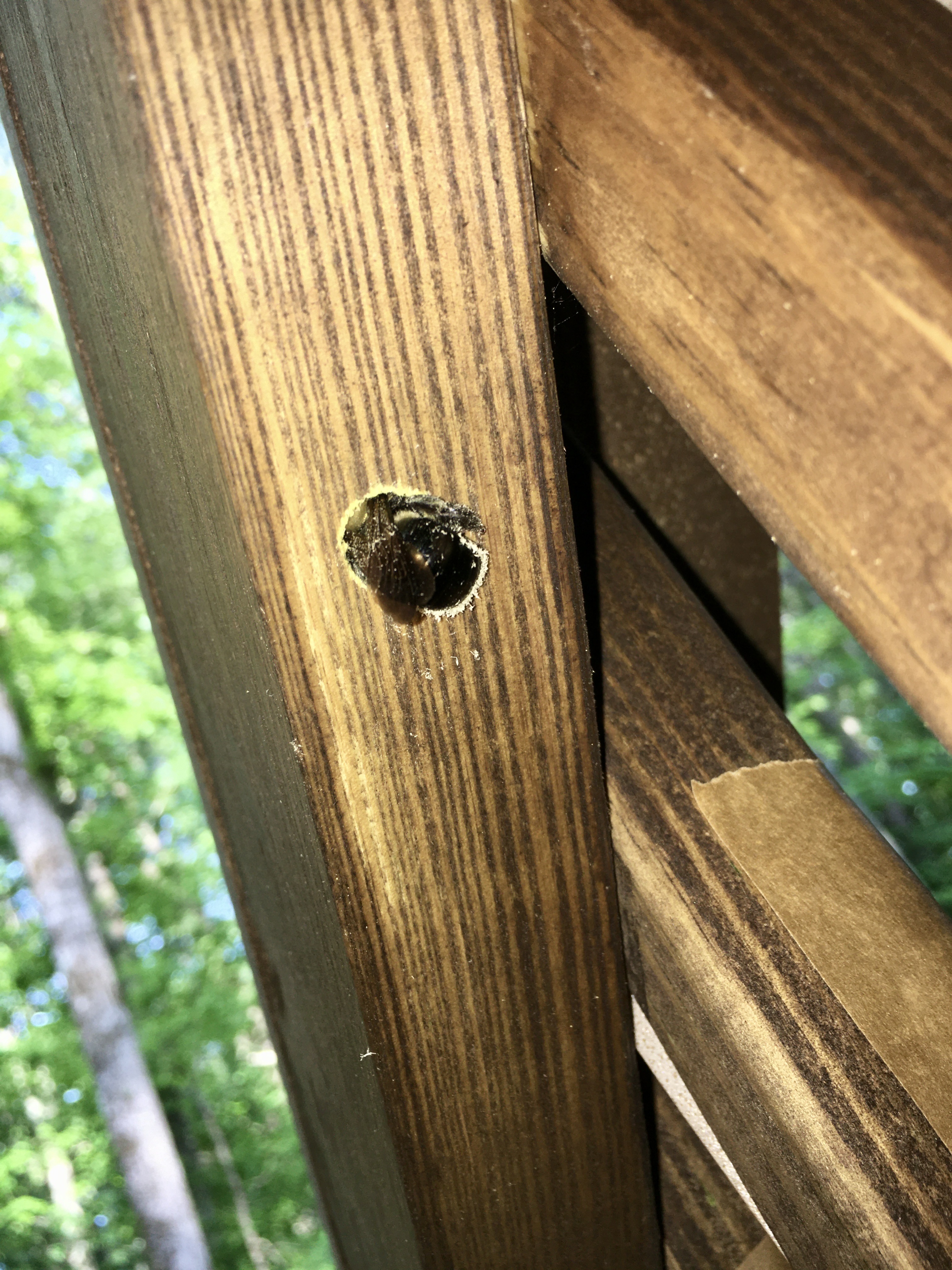 The black hind part and wings of a bee protrude from a piece of wood.
