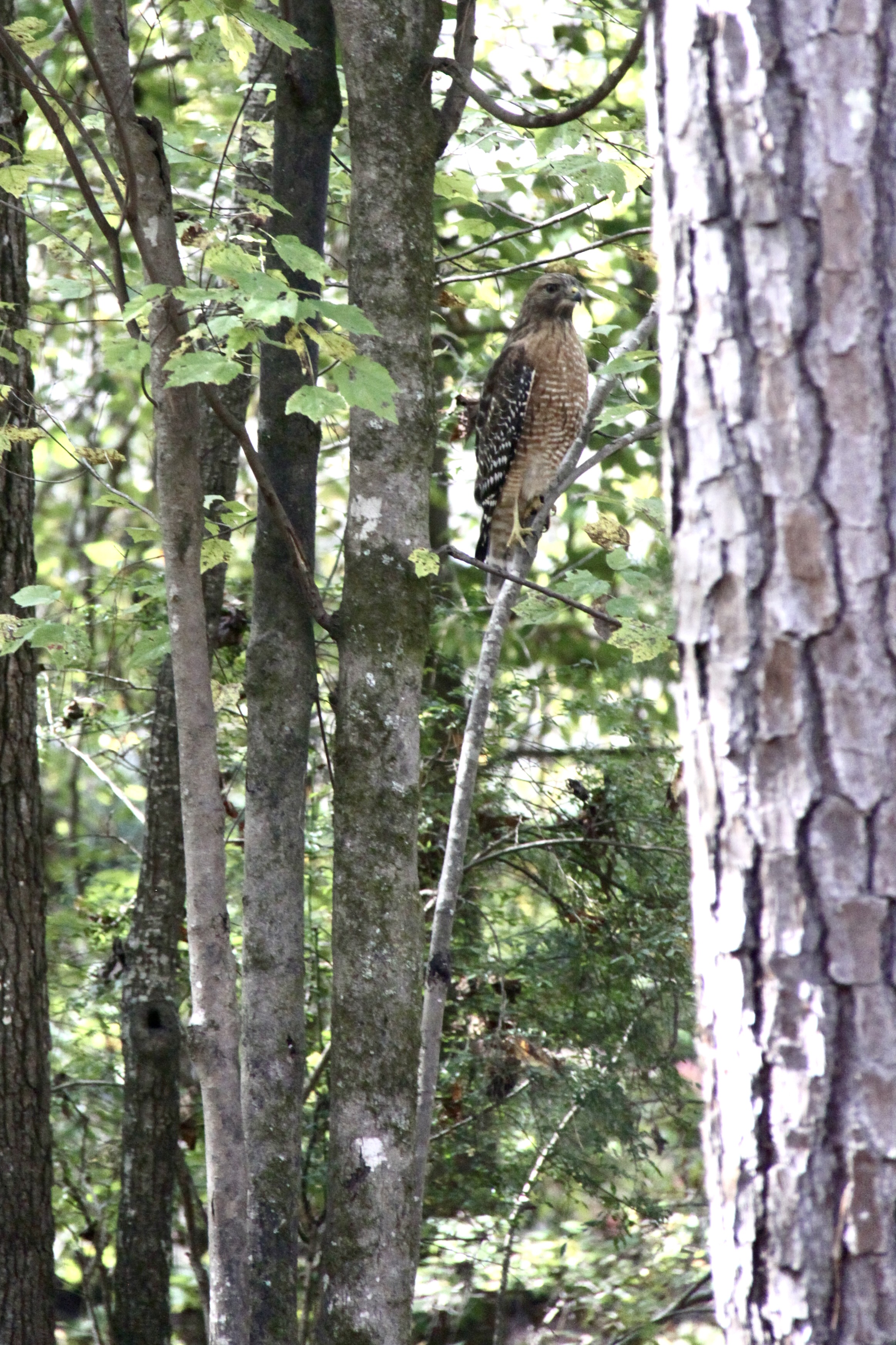 A raptor sits on a tree.