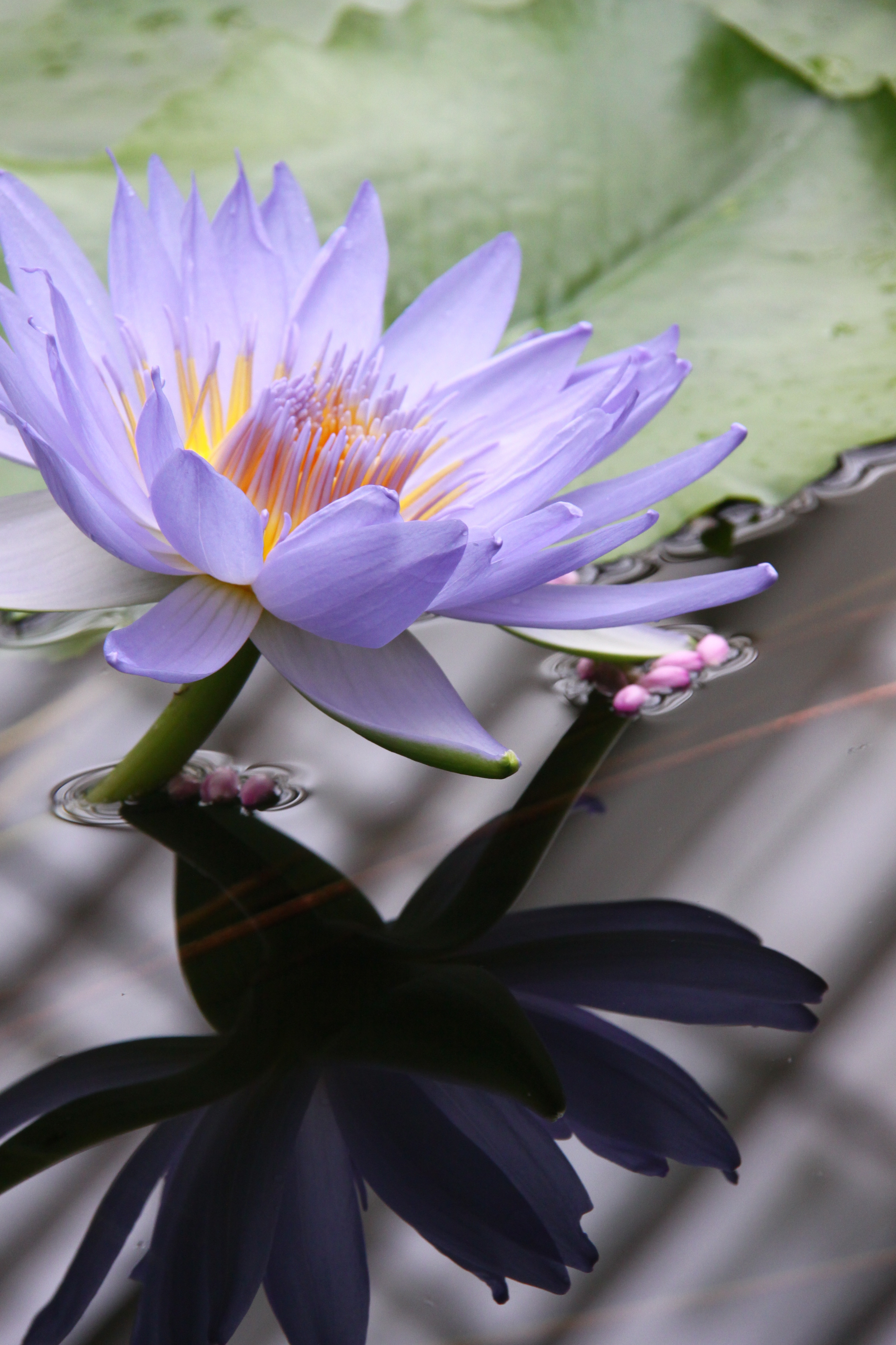 A large purple flower with yellow highlights rises out of the water. Behind it are lily pads. Below it is its own reflection.