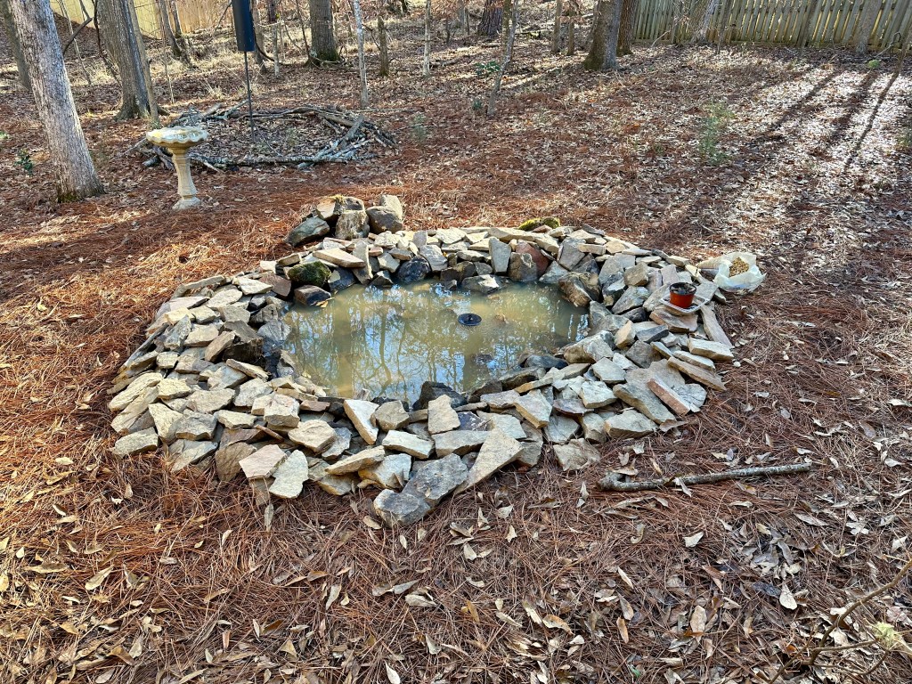 A small, murky pond circled with rocks.