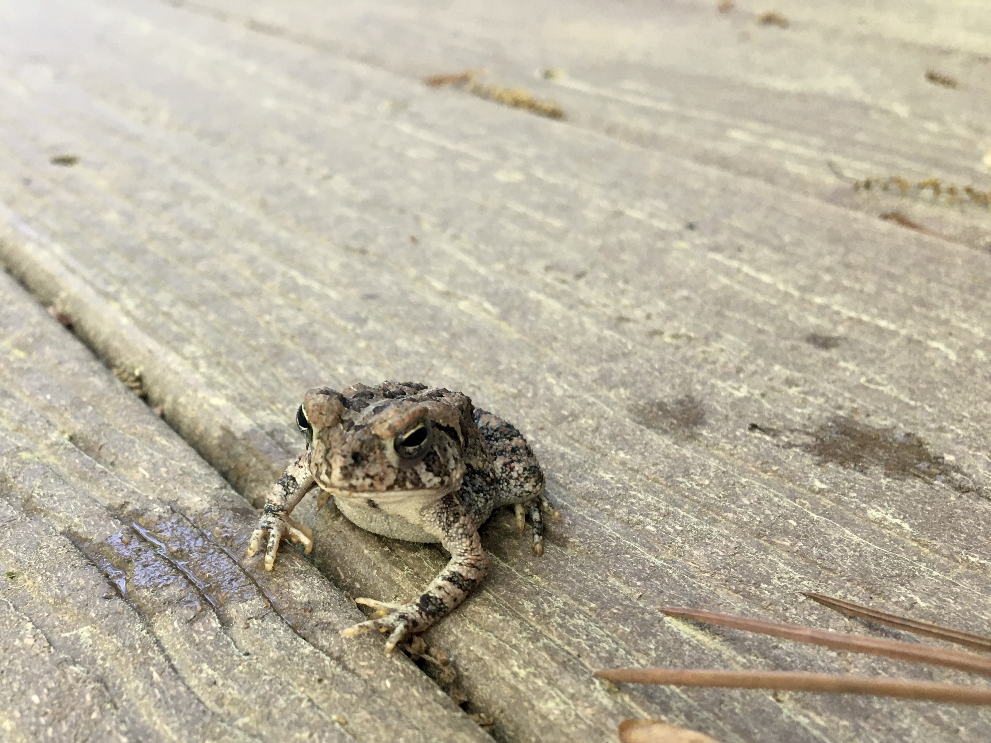 A brown toad with black stripes.