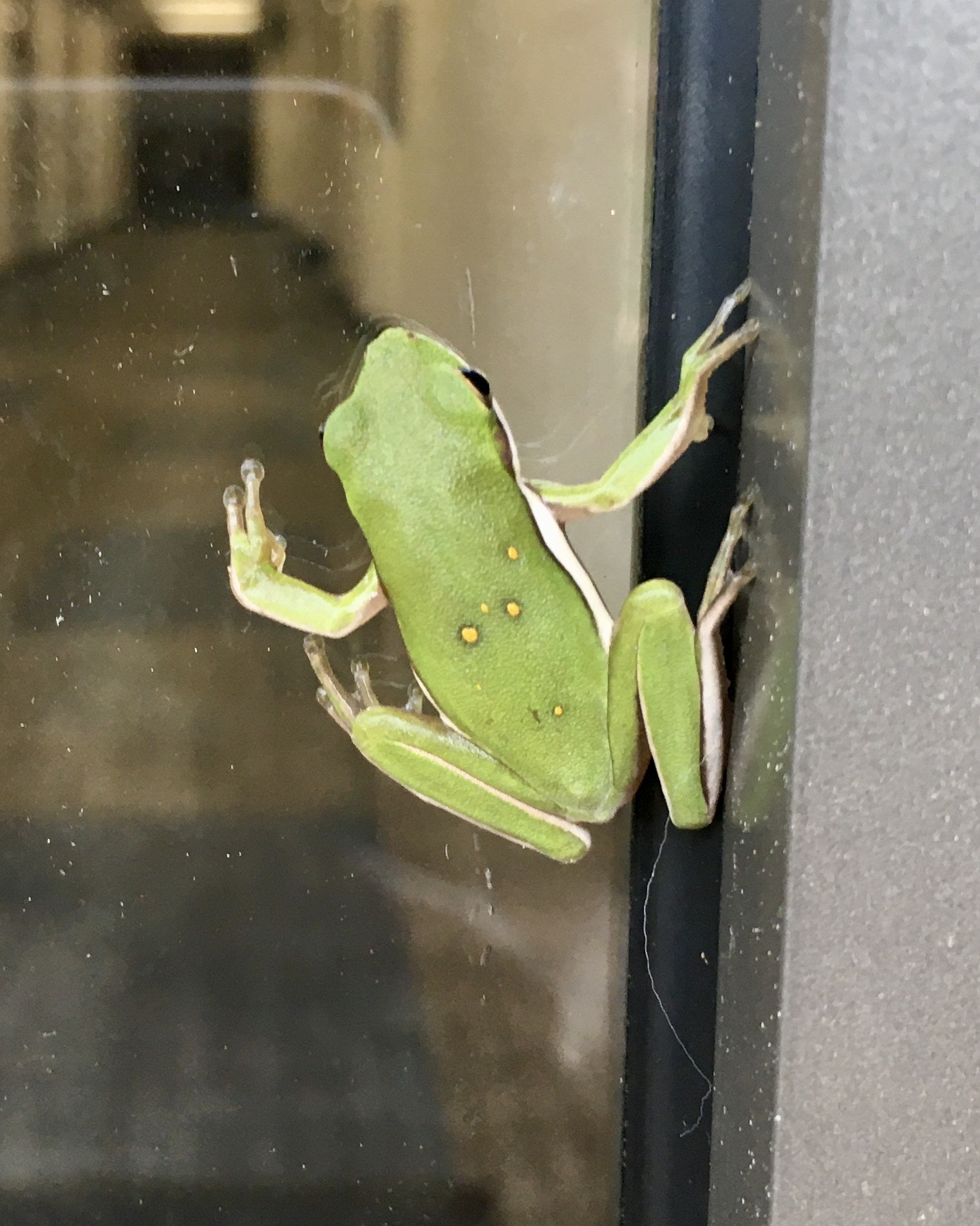 A green tree frog on a window