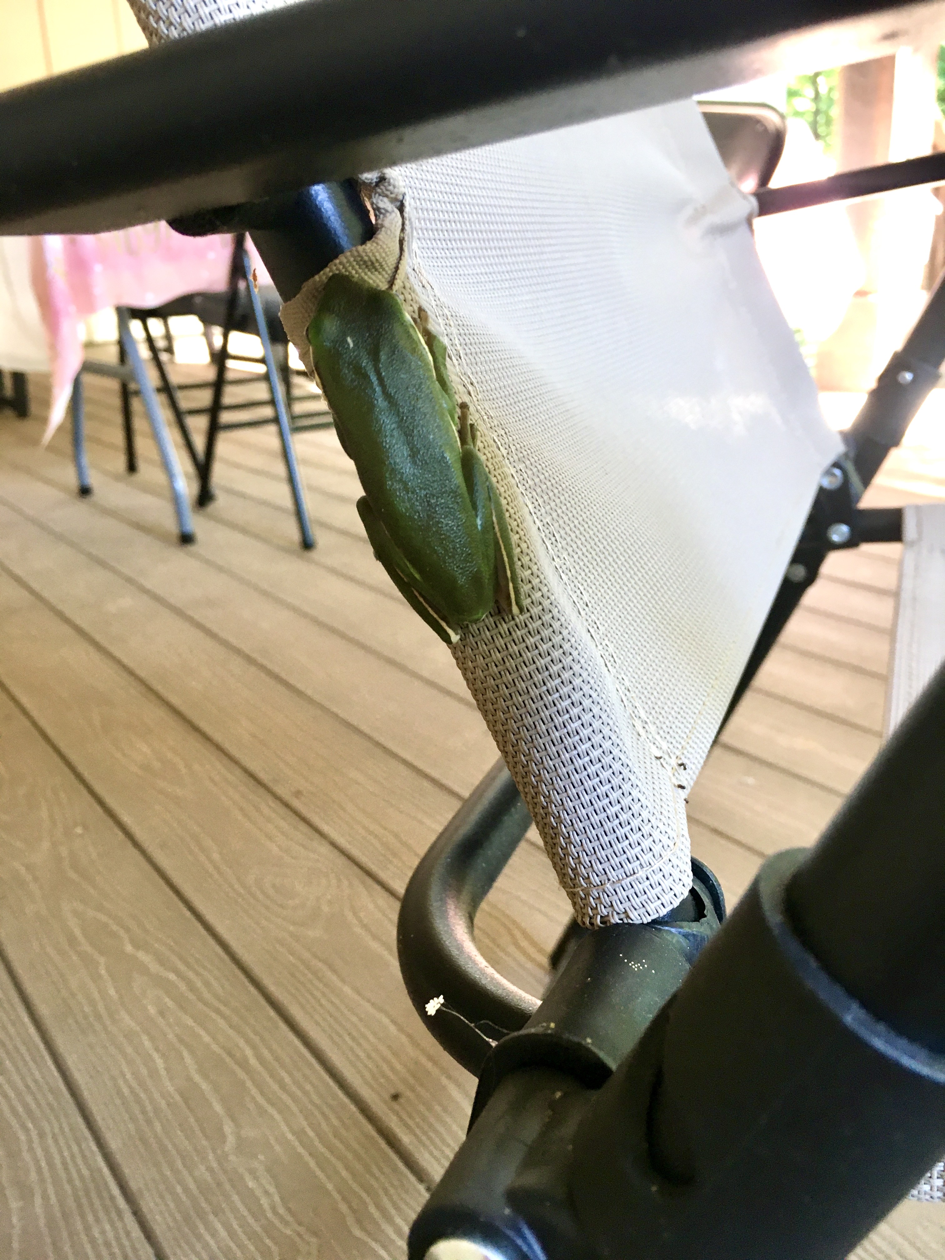 A frog clings to outdoor furniture.