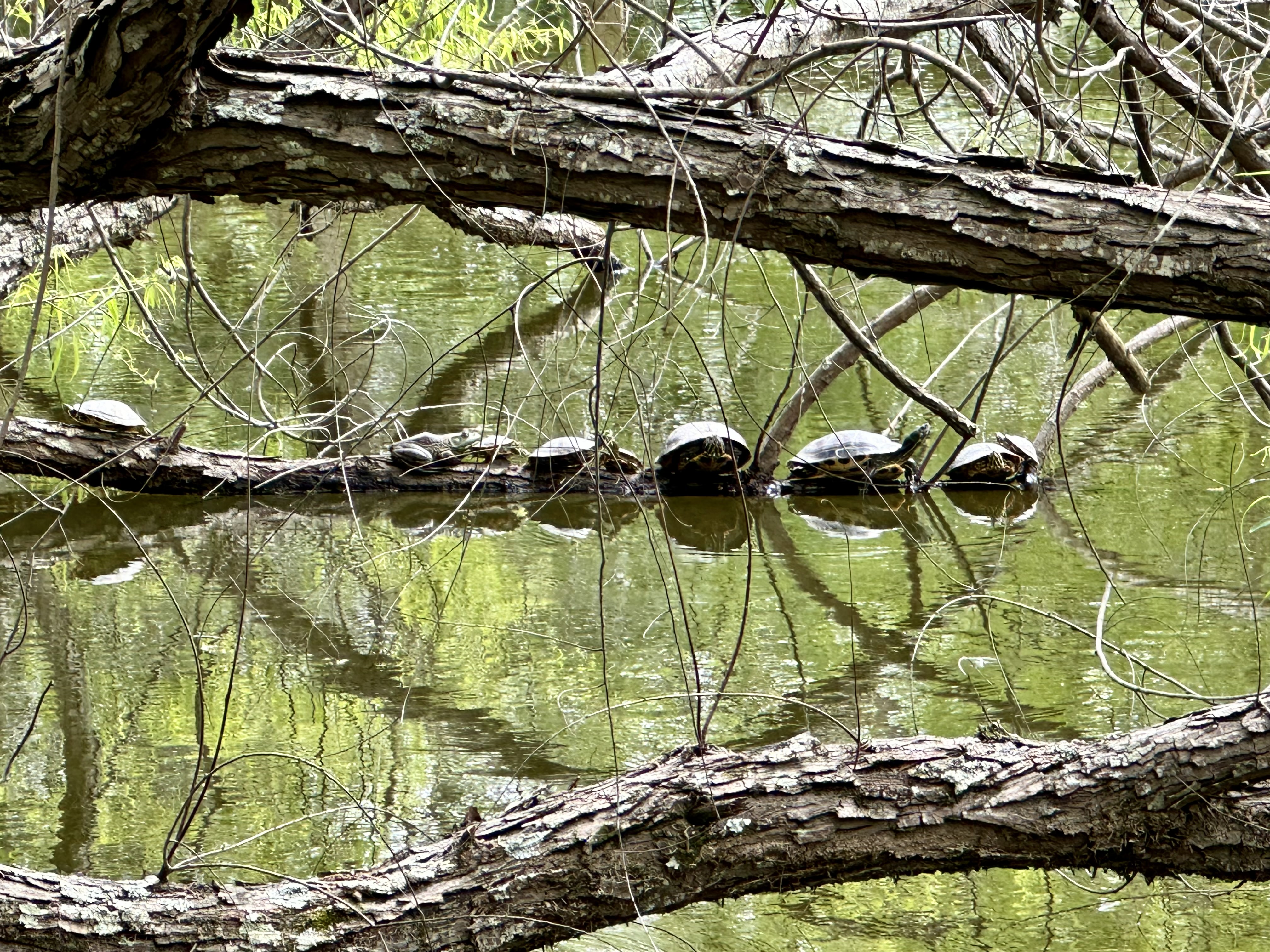Eight turtles and one frog sit on a partially submerged log.