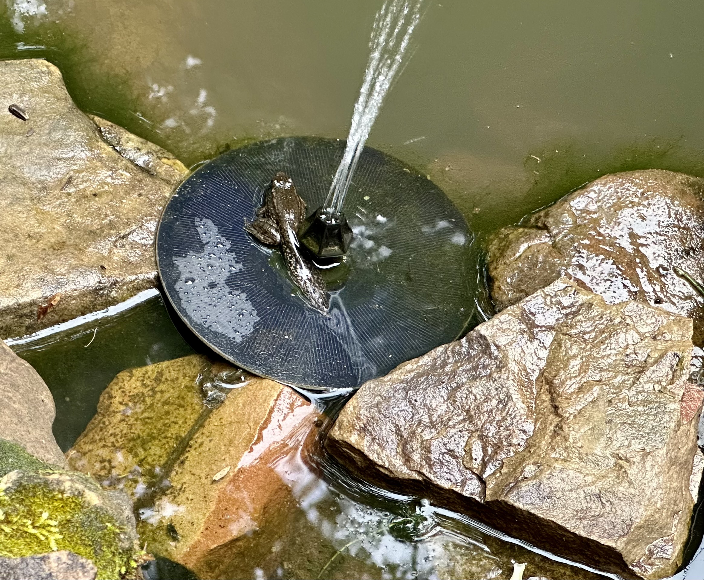 A tadpole with legs sits on a round solar panel in the water. A fountain connected to the panel emits water.
