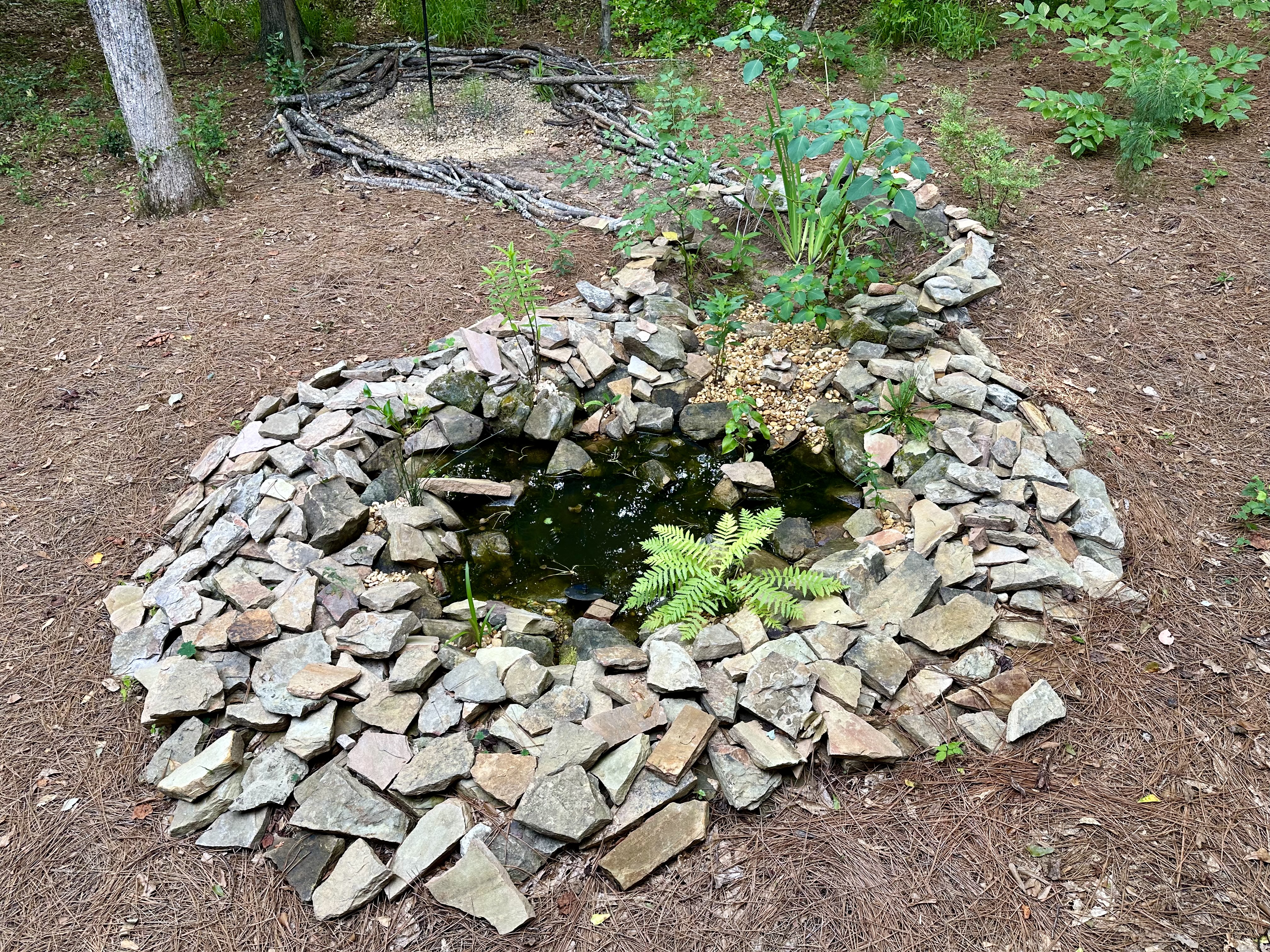 A small pond rimmed with stones and surrounded by pine straw.