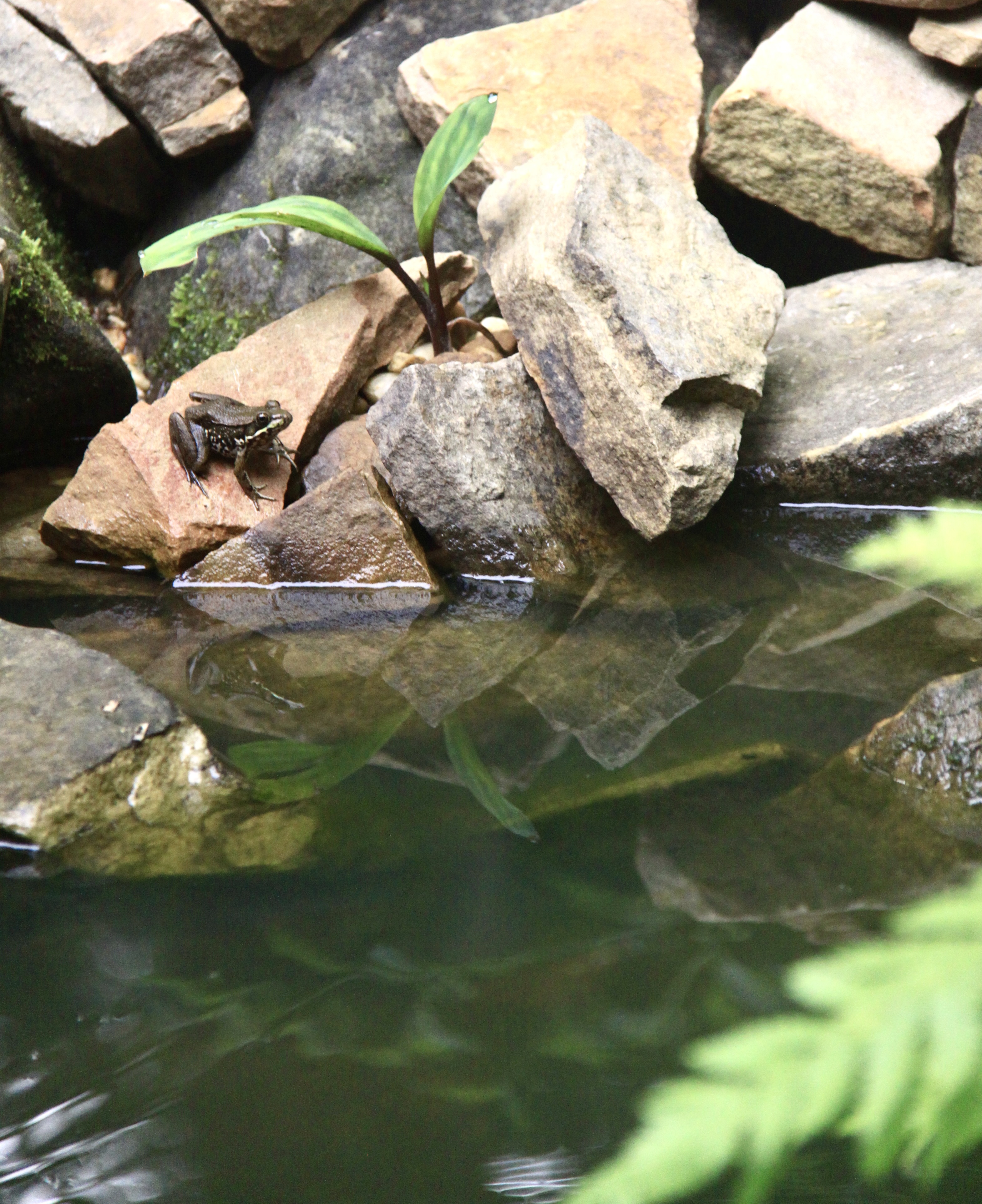A brown frog sits on a stone next to water.