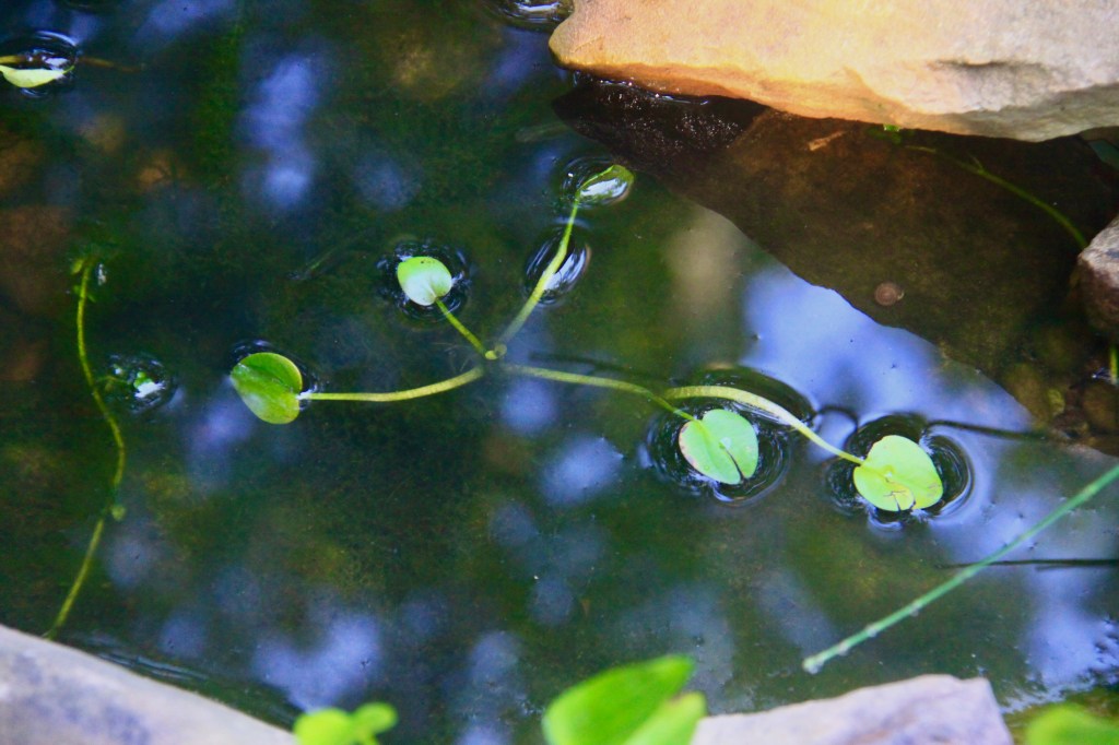 A small floating plant with round leaves.