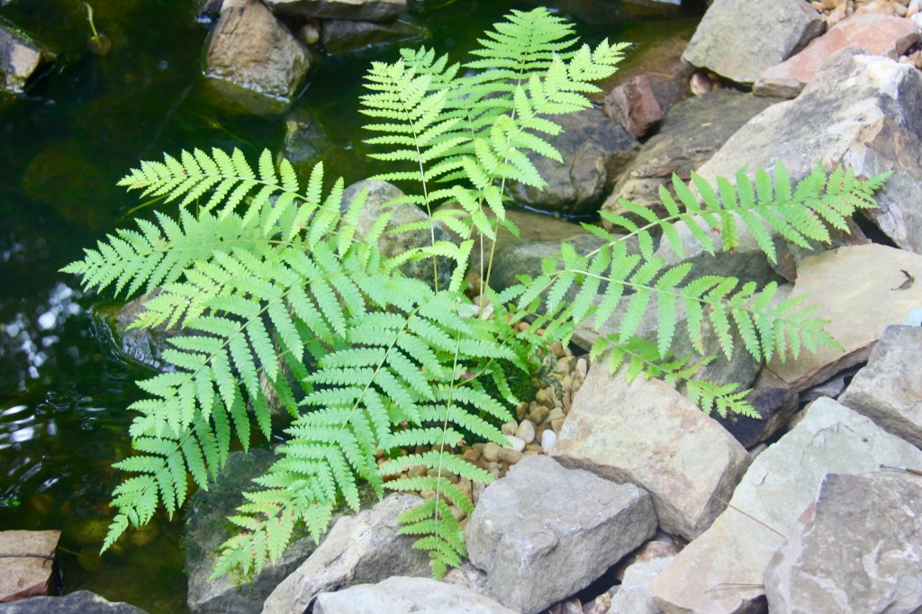 A fern with delicate fronds next to water.