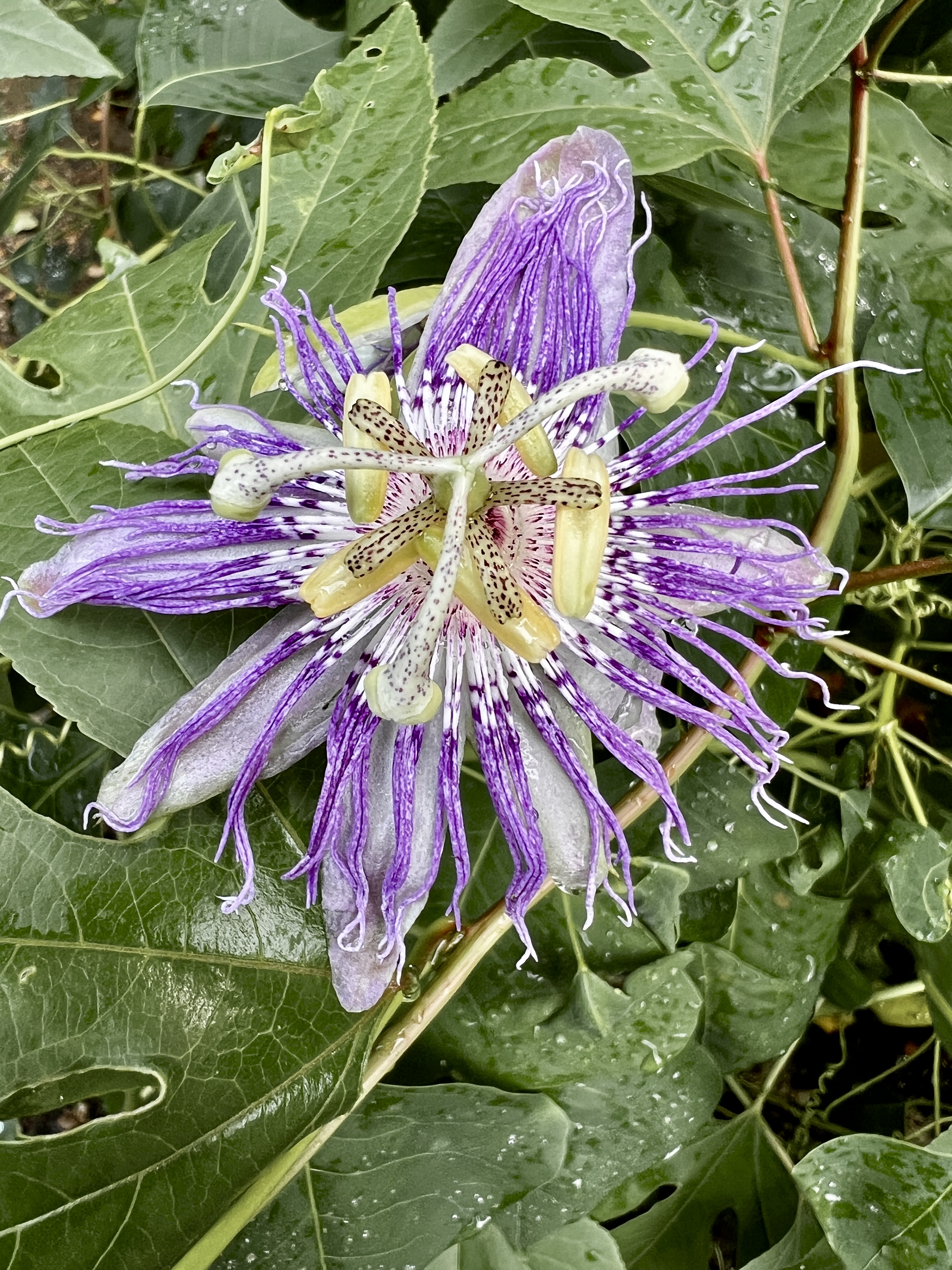 A passionflower in bloom.