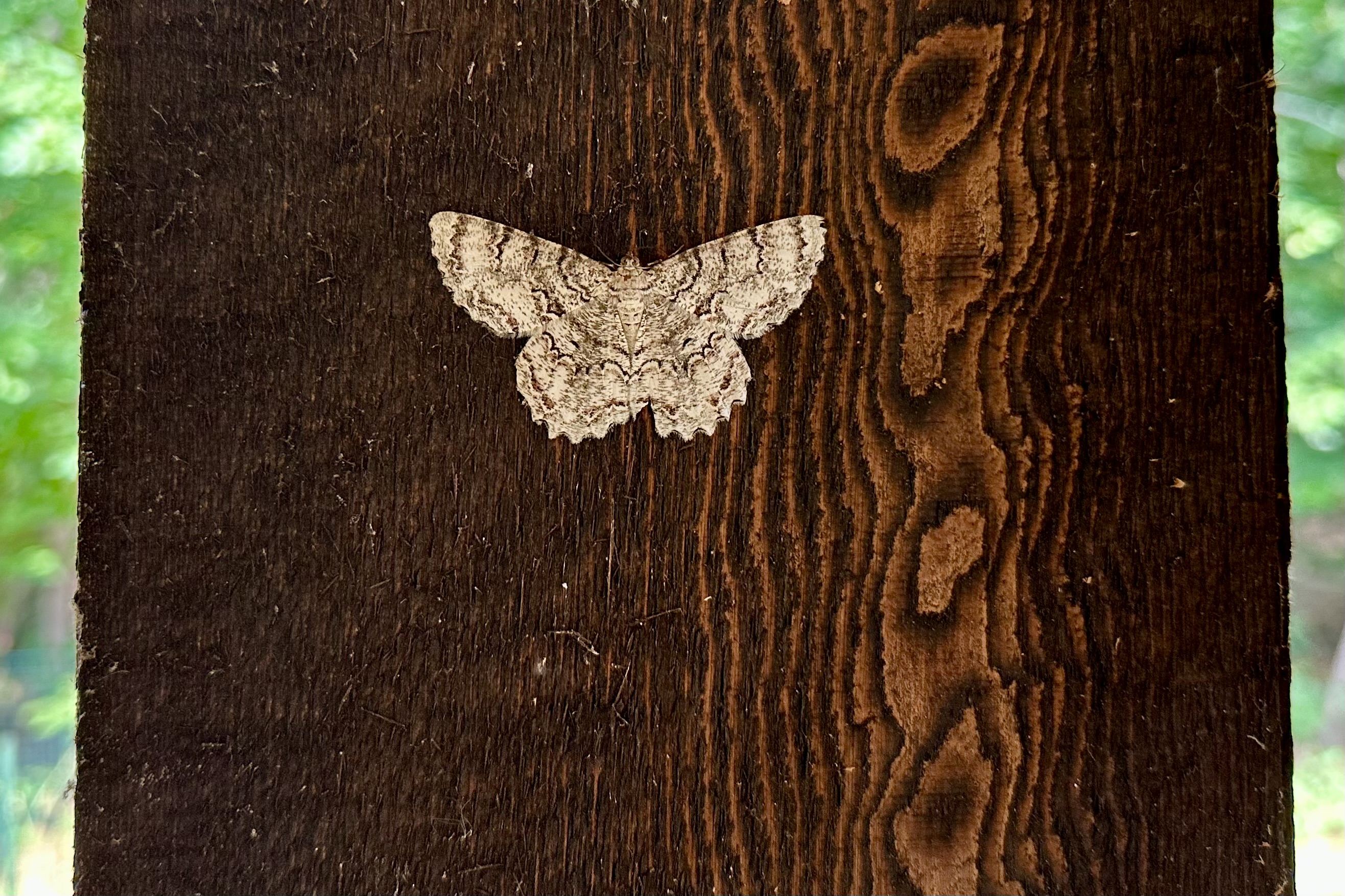 A large moth with a bark-like pattern sits on a wooden pillar.