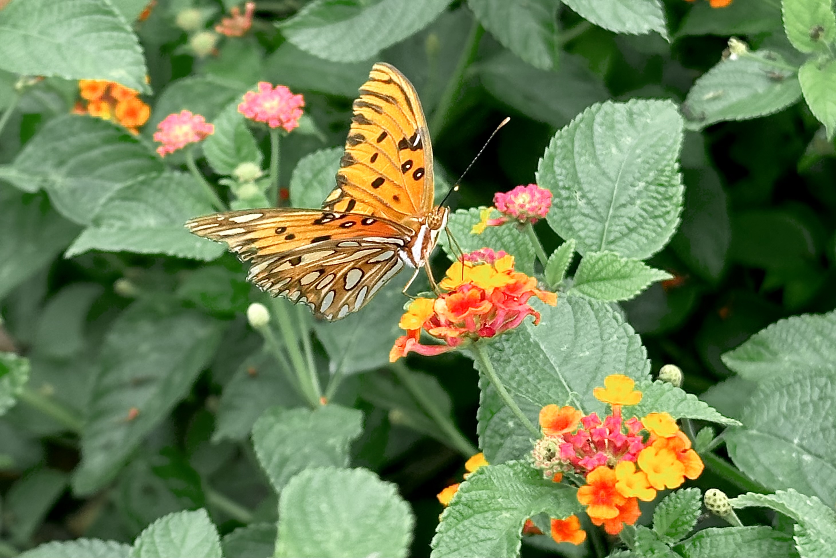 An orange butterfly with white spots drinks nectar.