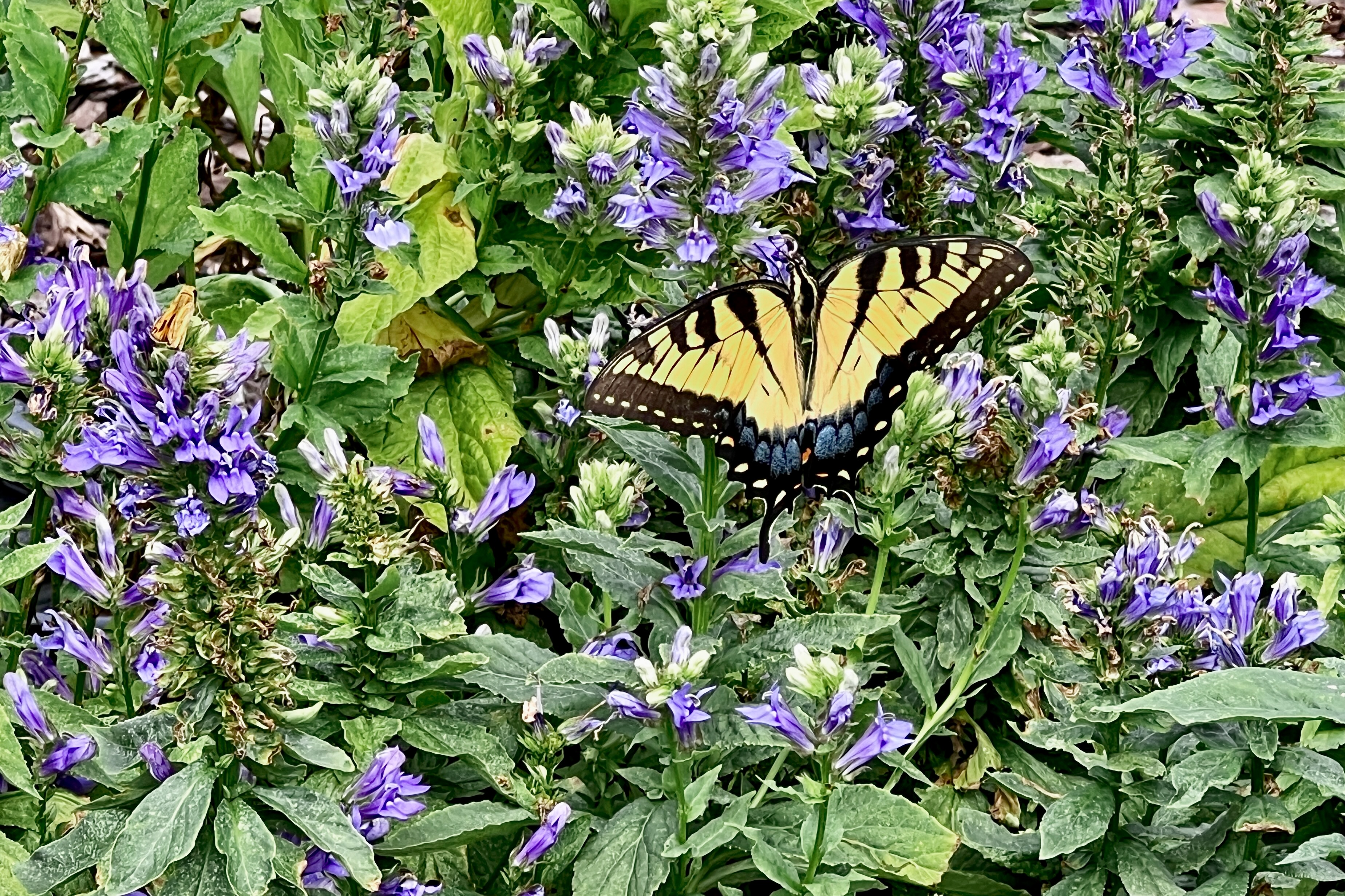 A yellow butterfly drinks from purple flowers.