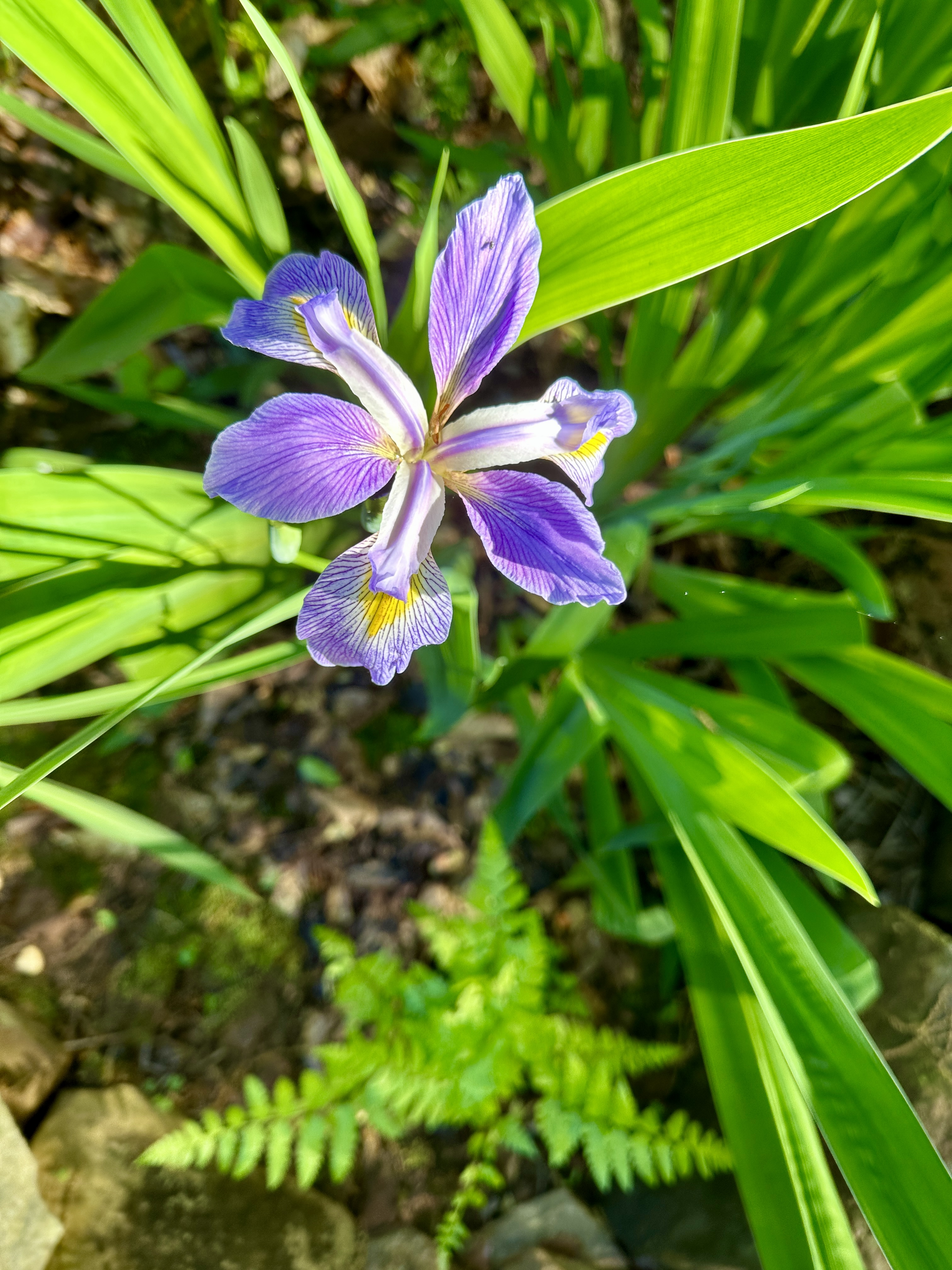Greenery surrounds a purple iris flower.