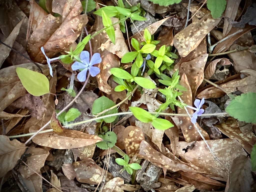 Small five-petaled purple flowers on a forest floor.