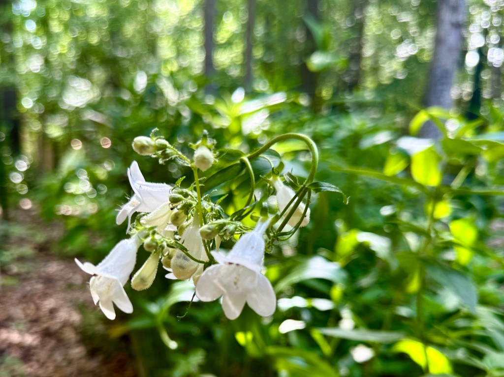 Tubular white flowers, some open, some still buds.
