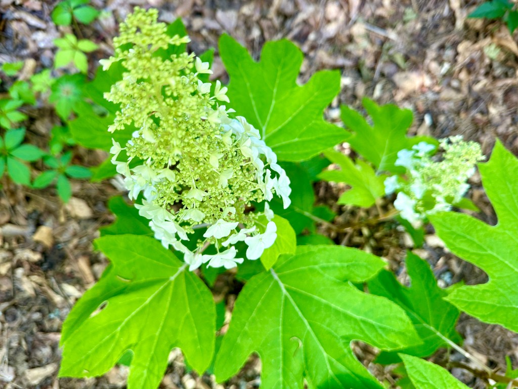 An oak leaf hydrangea shrub with white flowers.