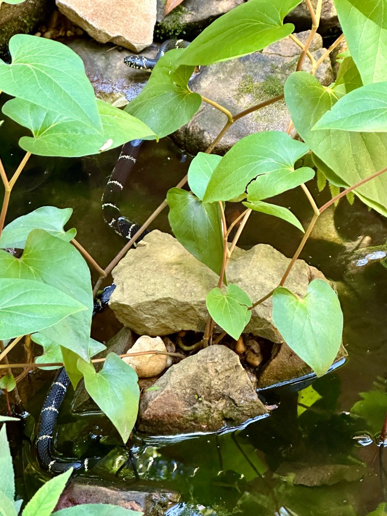 A dark brown snake striped with narrow beige bands slithers through a pond.