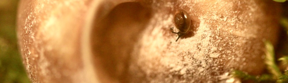 A small snail sits on the empty shell of a large snail.