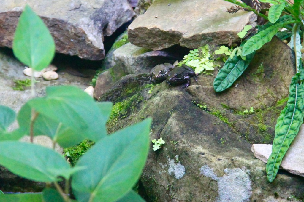 Two frogs sit side by side on a rock surrounded by vegetation.