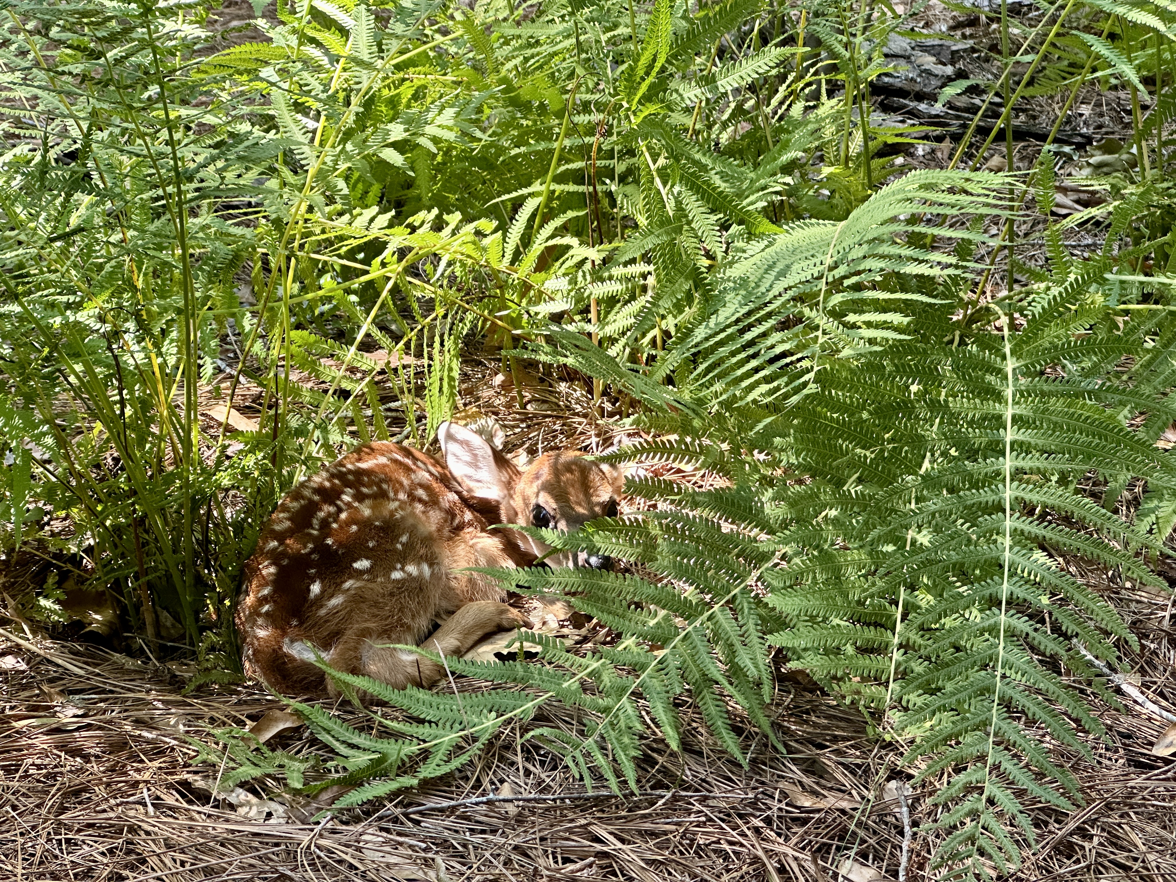 A fawn lies curled up beneath large ferns.