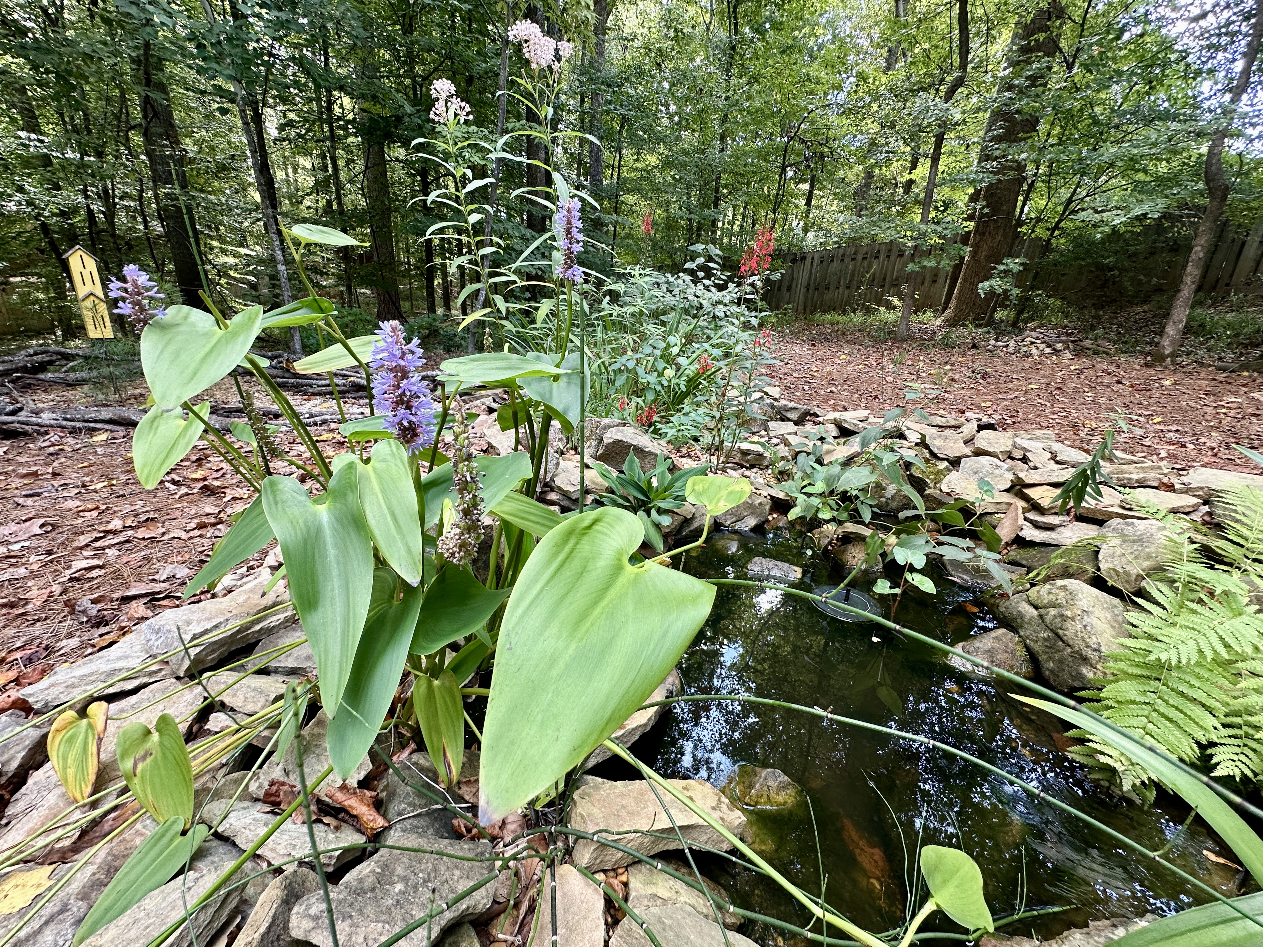 Flowers and other plants surround a small pond with trees in the background.