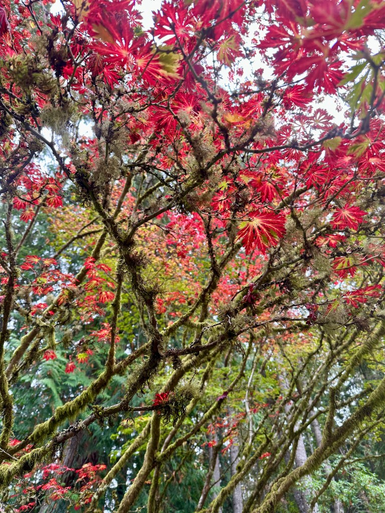 A Japanese maple tree bears red leaves with green stripes and mossy branches.