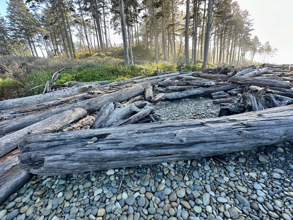 Smooth stones and huge logs cover a beach. Behind them stand conifers.